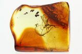 Fossil Ichneumon Wasp (Ichneumonidae) In Baltic Amber #310948-1